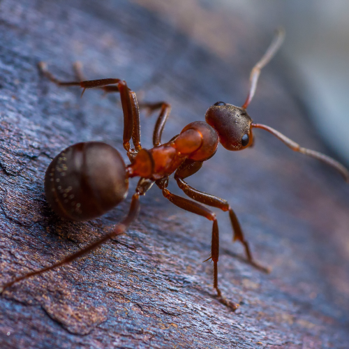 Untitled (1000 x 1000 px) (6)