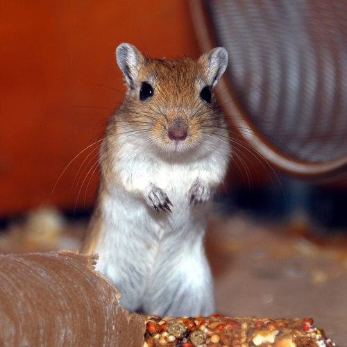 Untitled (1000 x 1000 px)